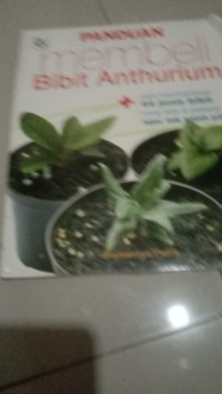 Image of Panduan Membeli Bibit Anthurium