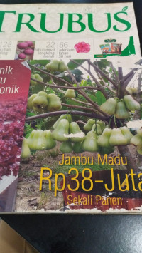 Image of JAMBU MADU RP 38 -JUTA SEKALI PANEN