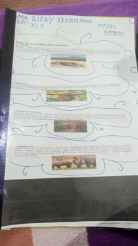 Image of Jenis-jenis Fauna di Indonesia