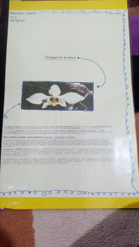 Image of Anggrek Bulan